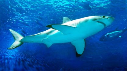 Sharks once roamed Nebraska's ancient seas