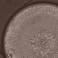 Diatoms in continental ecosystems