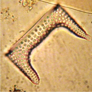 Diatoms in marine ecosystems 