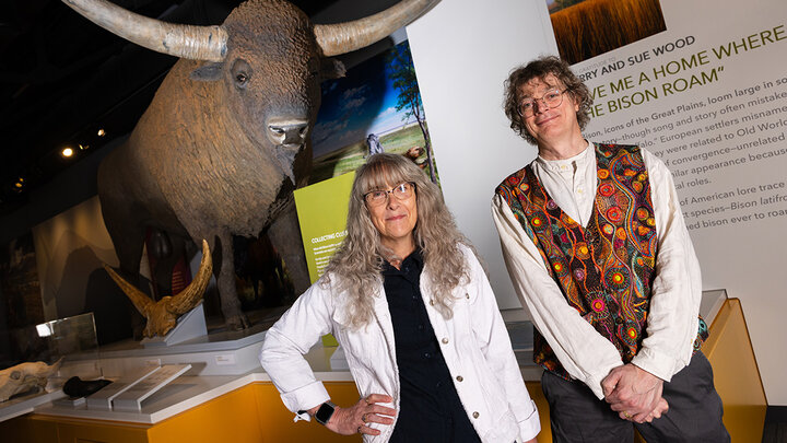 Kate Lyons, associate professor of biological sciences, and Peter Wagner, professor of earth and atmospheric sciences, in front of a statue of a Bison latifrons in Morrill Hall.