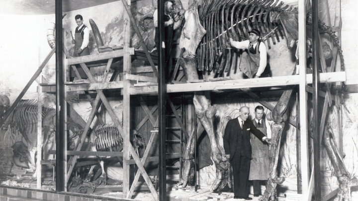 Erwin Barbour (in suit) provides instruction on the placement of "Archie," Nebraska's iconic mammoth skeleton, while preparatory Henry Reider inspects metal framework supporting the ribs.